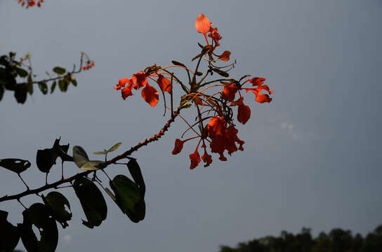 Image of Bauhinia coccinea (Lour.) DC.