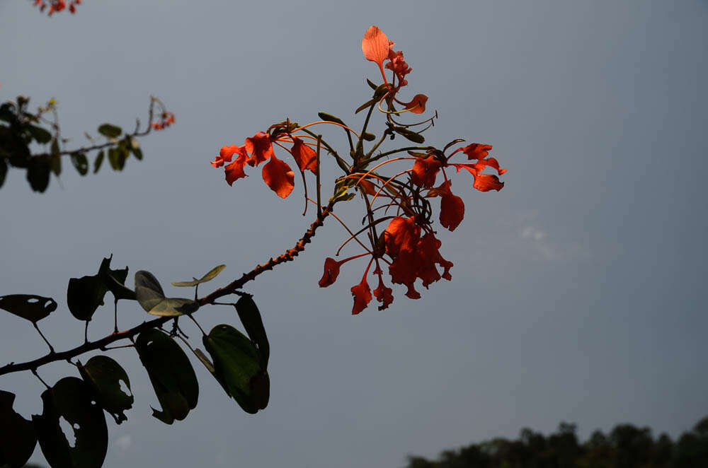 Слика од Bauhinia