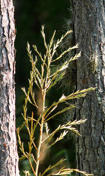 Imagem de Tillandsia utriculata L.