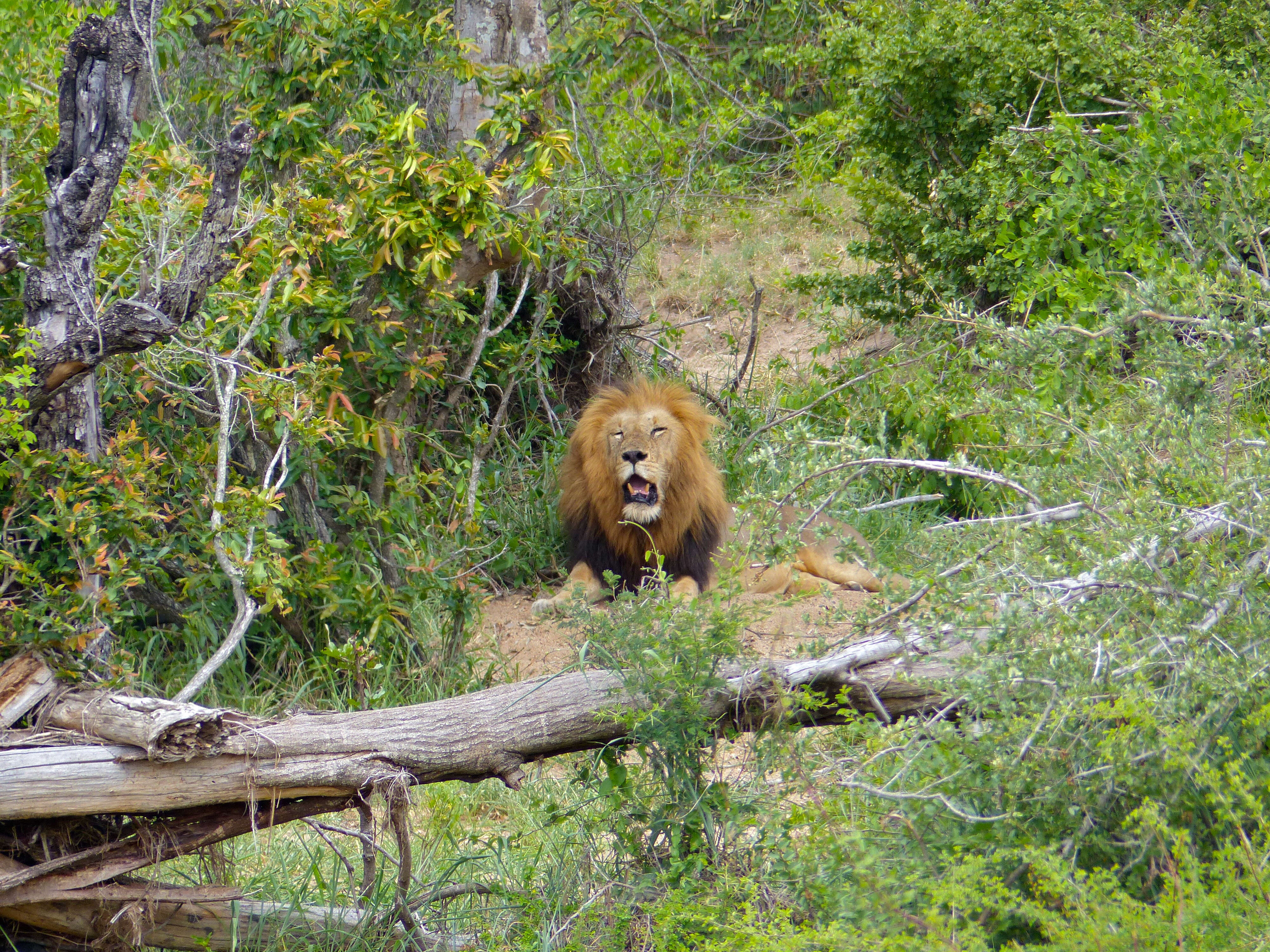 Image of African Lion