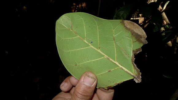 Ficus cyclophylla (Miq.) Miq.的圖片