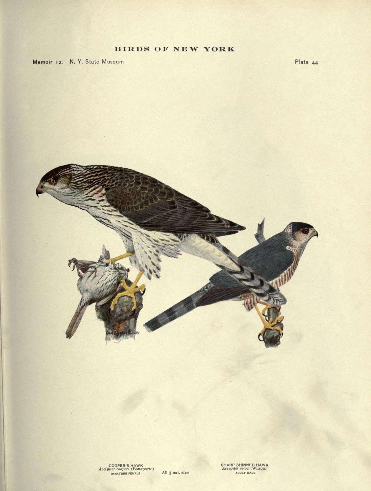 Plancia ëd Accipiter Brisson 1760