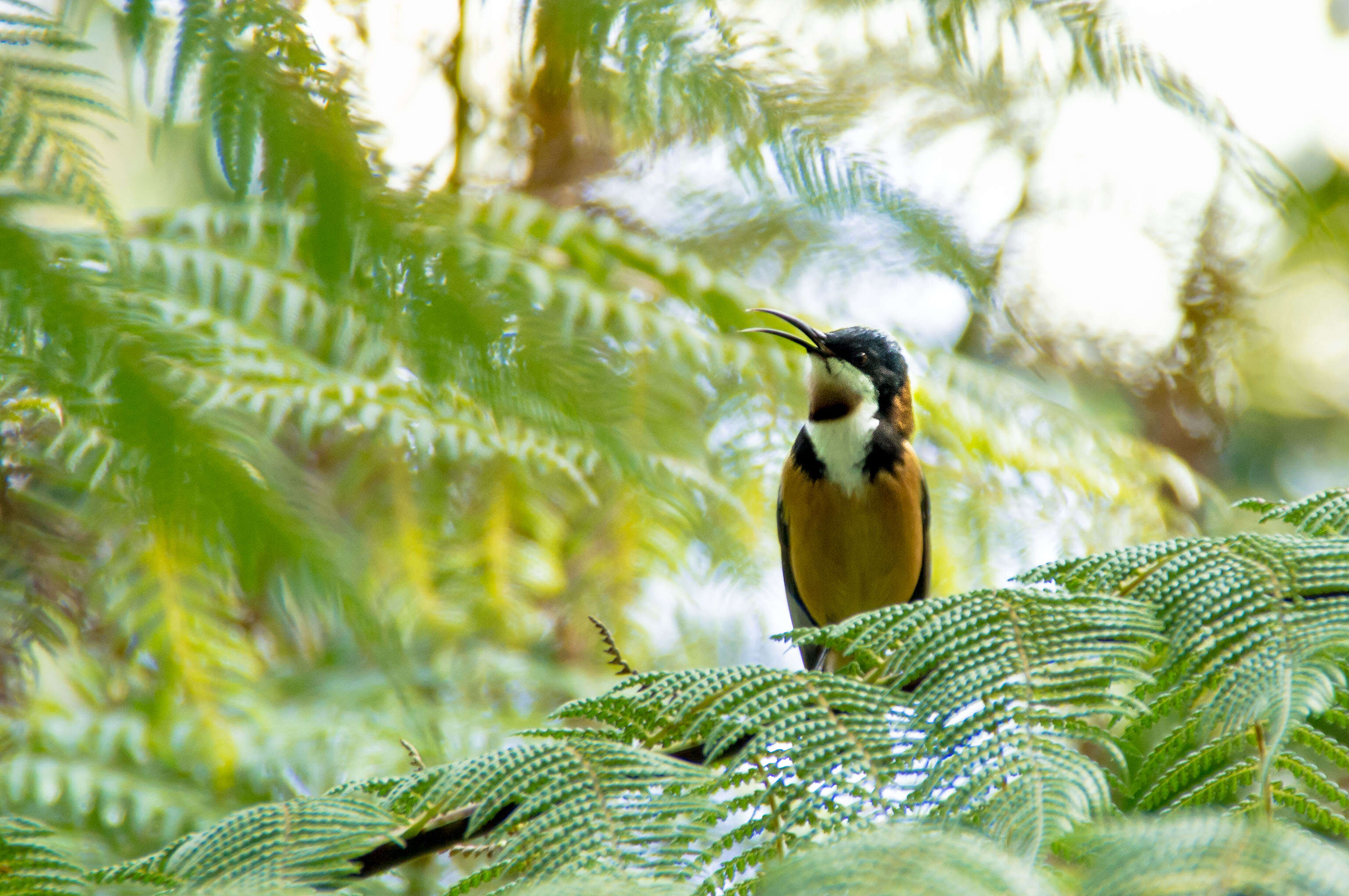 Image of Spinebill