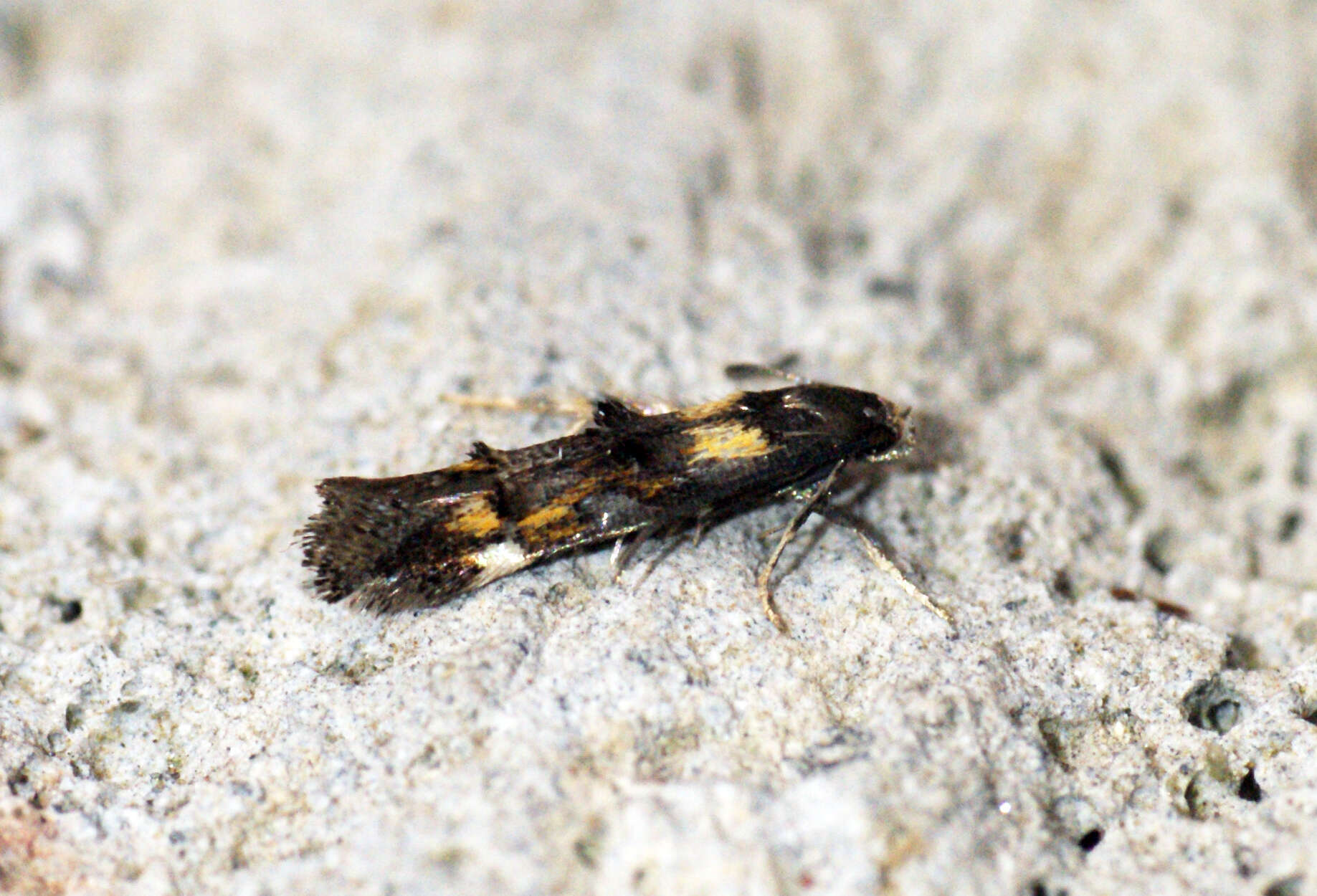 Image of momphid moths