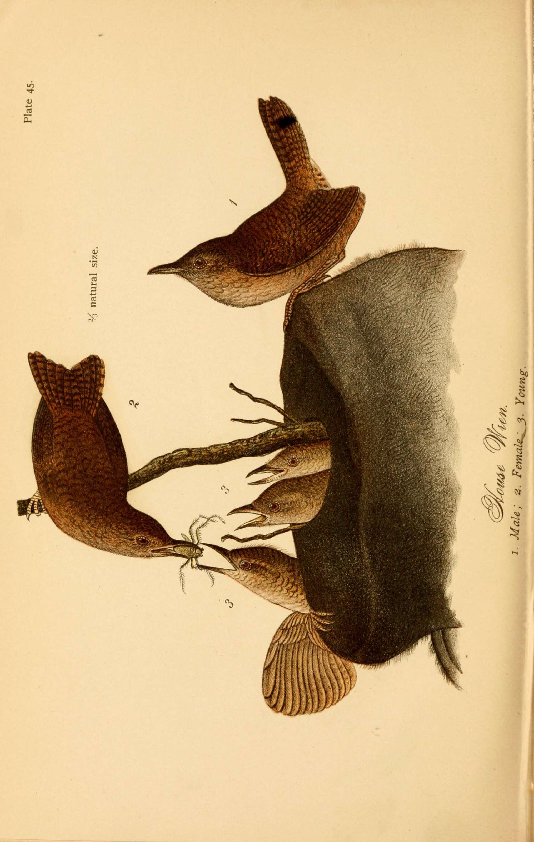 Image of Troglodytes Vieillot 1809