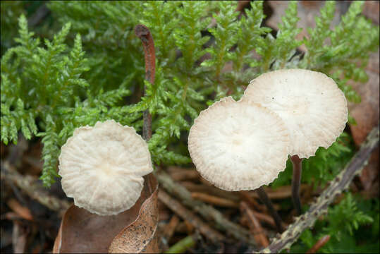 Image of Gymnopus perforans (Hoffm.) Antonín & Noordel. 2008