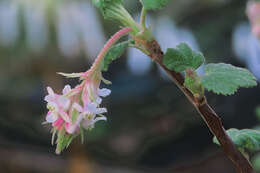 Image of Moreno currant