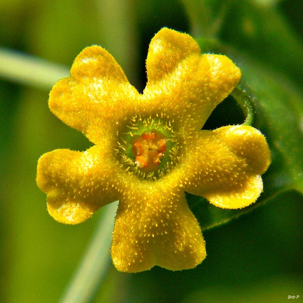 Image of Guadeloupe cucumber