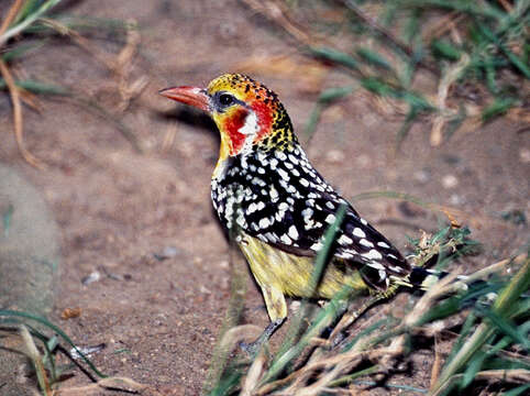 Image of African terrestrial barbets