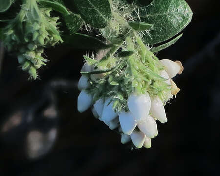 Image of whitehair manzanita