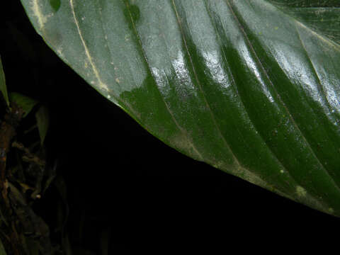 Image of Monstera dubia (Kunth) Engl. & K. Krause