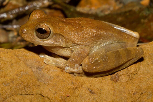 Image of Panama Cross-banded Treefrog