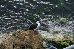 Image of Australian Pied Cormorant