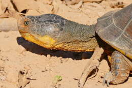 Sivun Acanthochelys macrocephala (Rhodin, Mittermeier & Mcmorris 1984) kuva