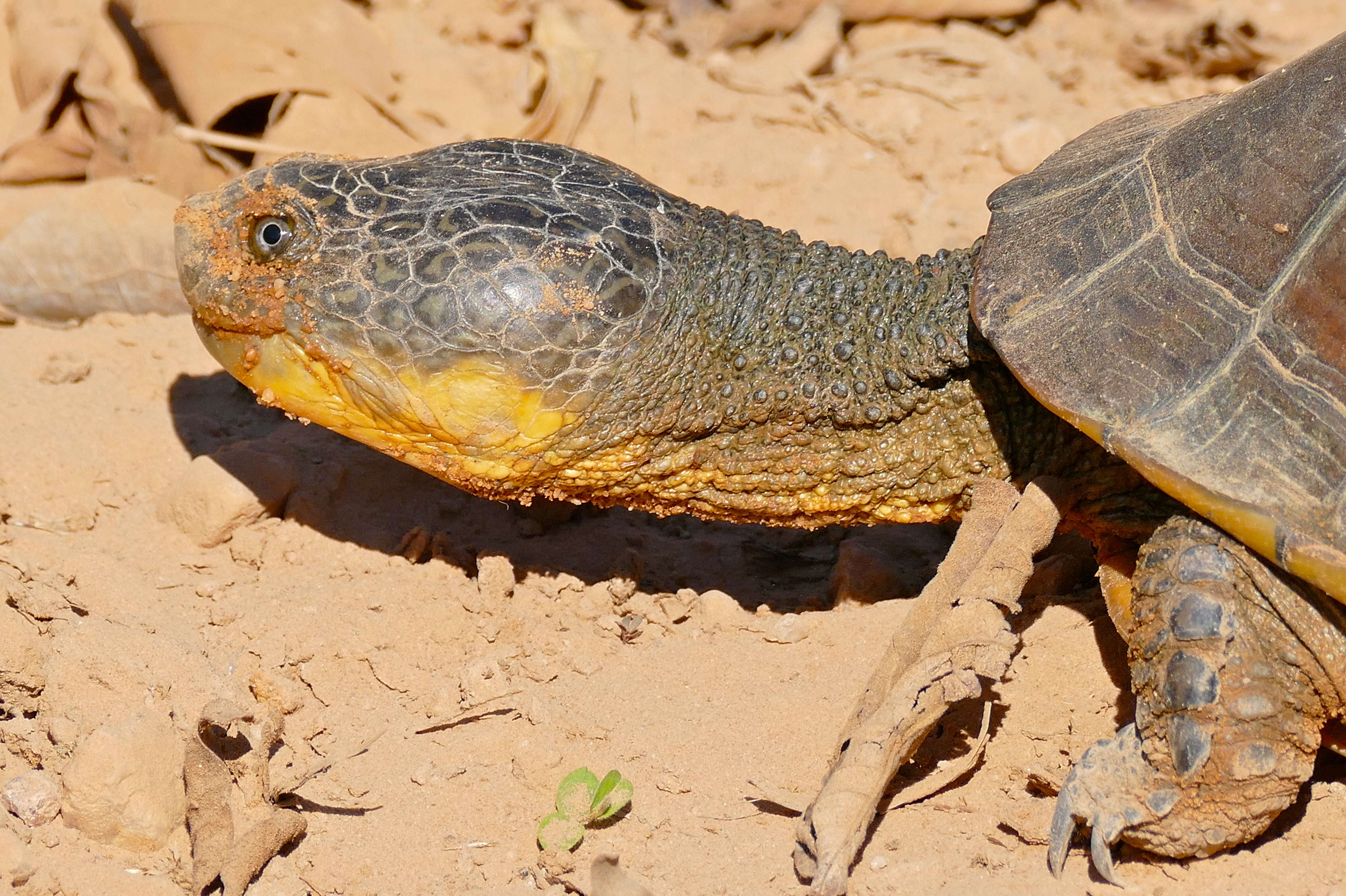 Sivun Acanthochelys macrocephala (Rhodin, Mittermeier & Mcmorris 1984) kuva