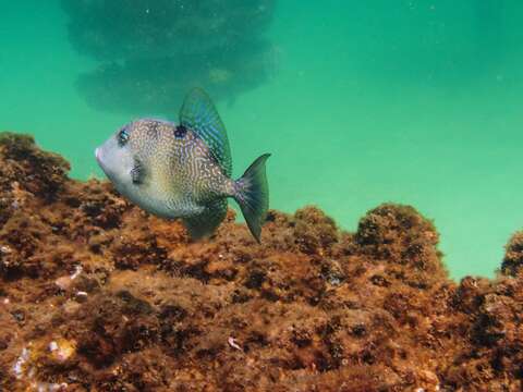 Image of Filefish