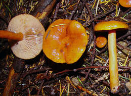 Image de Lactarius subflammeus Hesler & A. H. Sm. 1979