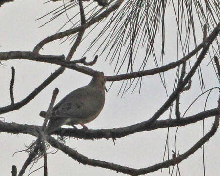 Image of American Mourning Dove