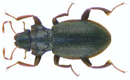 Hydraenidae resmi