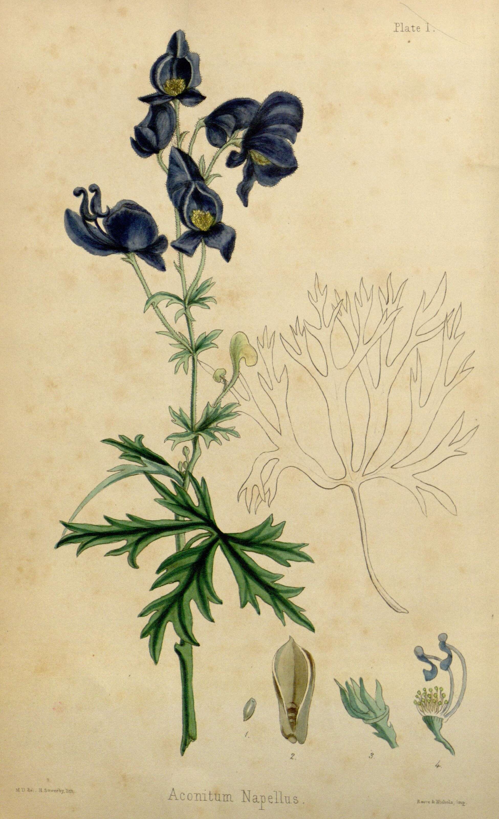 Image of Monkshood