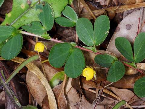 Image of roundleaf sensitive pea