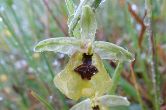 Image of Ophrys fuciflora subsp. lacaitae (Lojac.) Soó