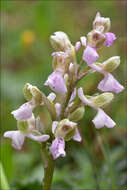 Image of Green-winged Orchid