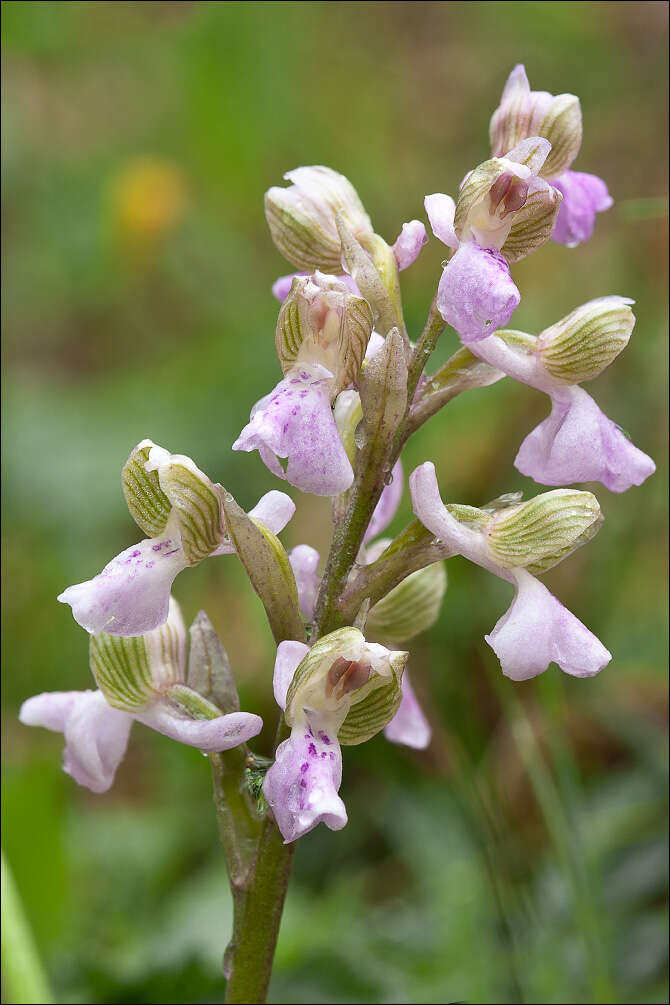 Image of Green-winged Orchid