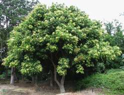 Image of Soapberry Tree