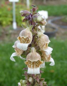 Image of Foxgloves