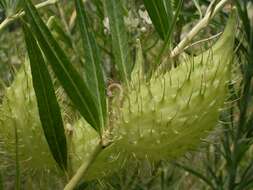 Image of Shrubby milkweed