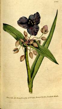 Image de Tradescantia