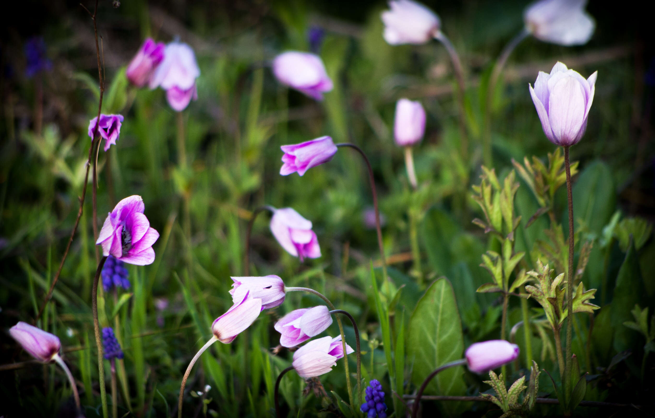 Image of broad-leaved anemone