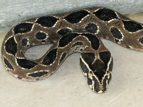 Image of oriental viper