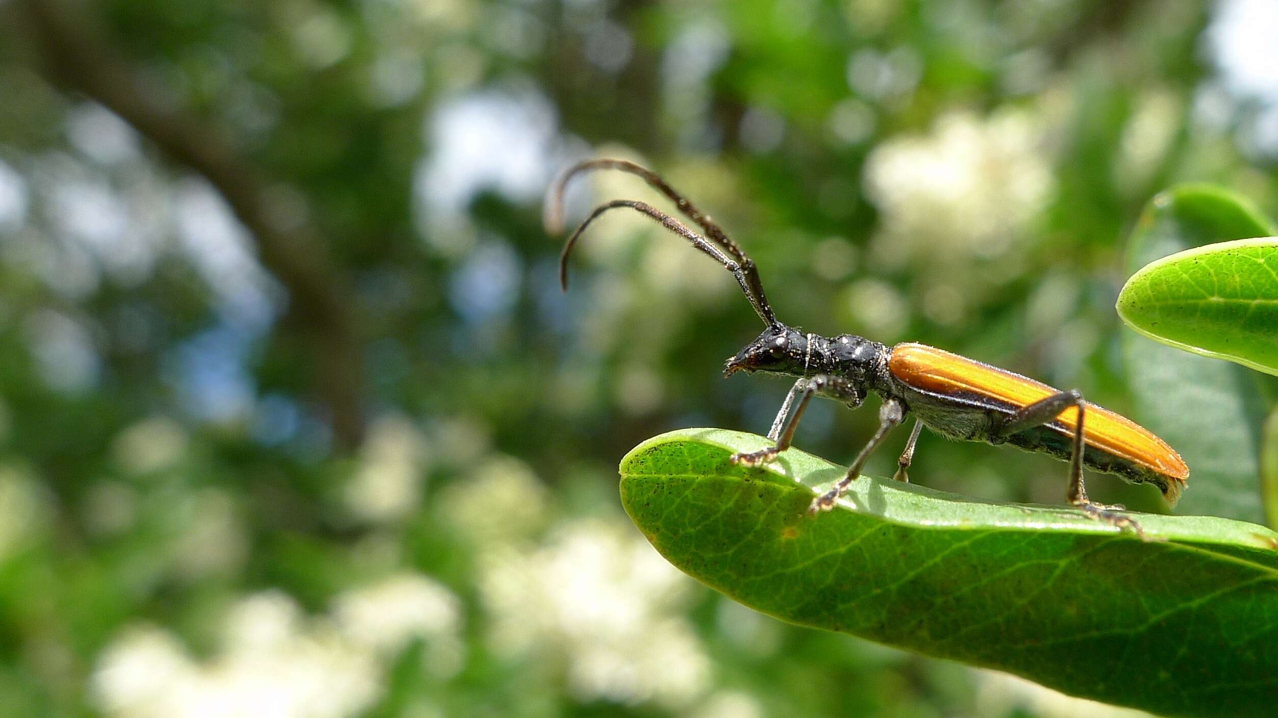 Image of Stenoderus