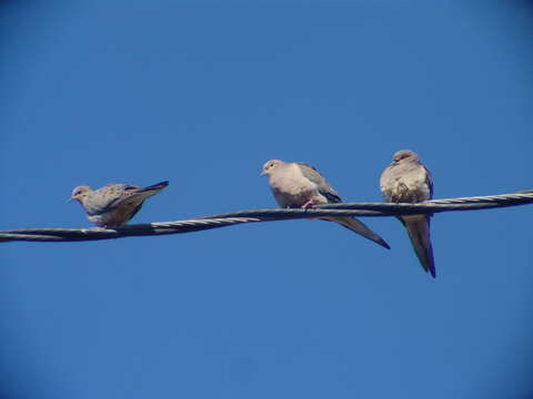 Image of American Mourning Dove