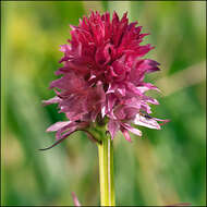 Image of Gymnadenia bicolor (W. Foelsche) W. Foelsche & O. Gerbaud