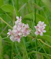 Слика од Pelargonium luridum (Andr.) Sweet