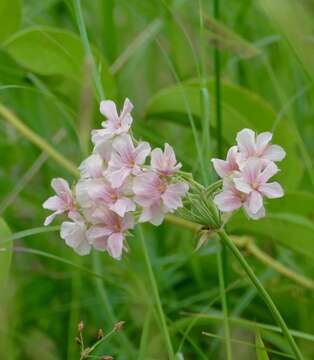 Image of Variable stork's-bill