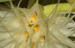 Image de Bulbophyllum medusae (Lindl.) Rchb. fil.