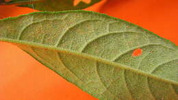Image of Solanum asperum L. A. Rich.