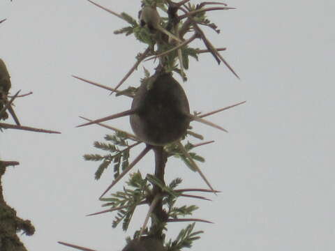 Image of Vachellia drepanolobium (Y. Sjöstedt) P. J. H. Hurter