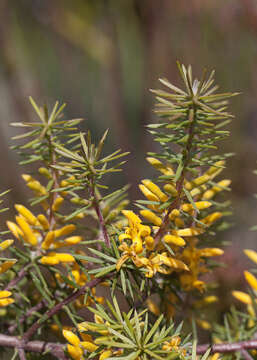 Image of Persoonia juniperina Labill.