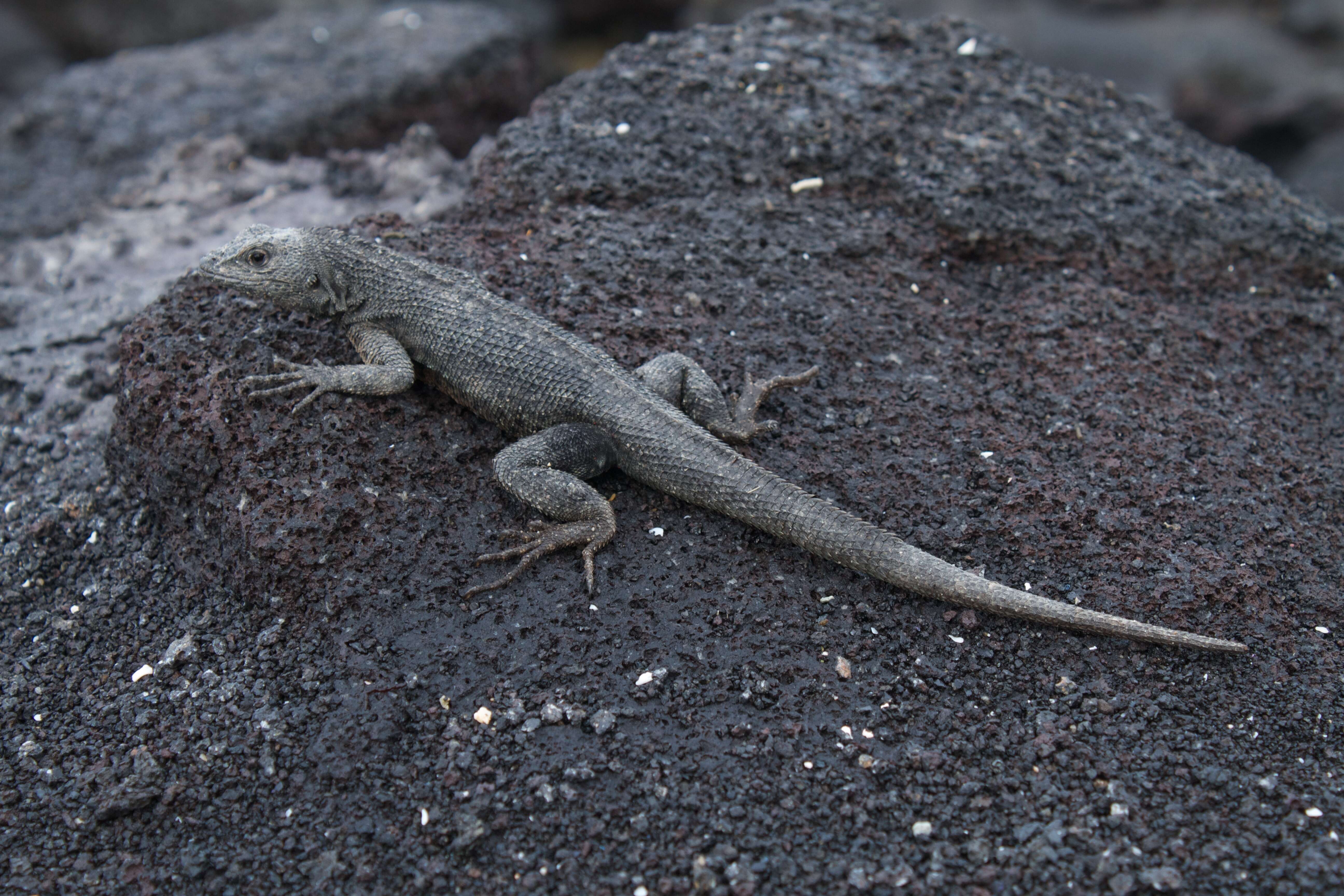 Image of lava lizard