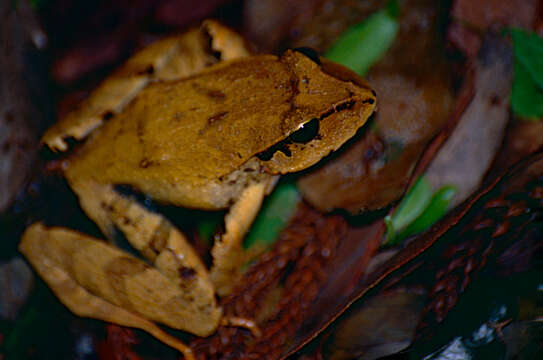 Image of Black-soled Frog