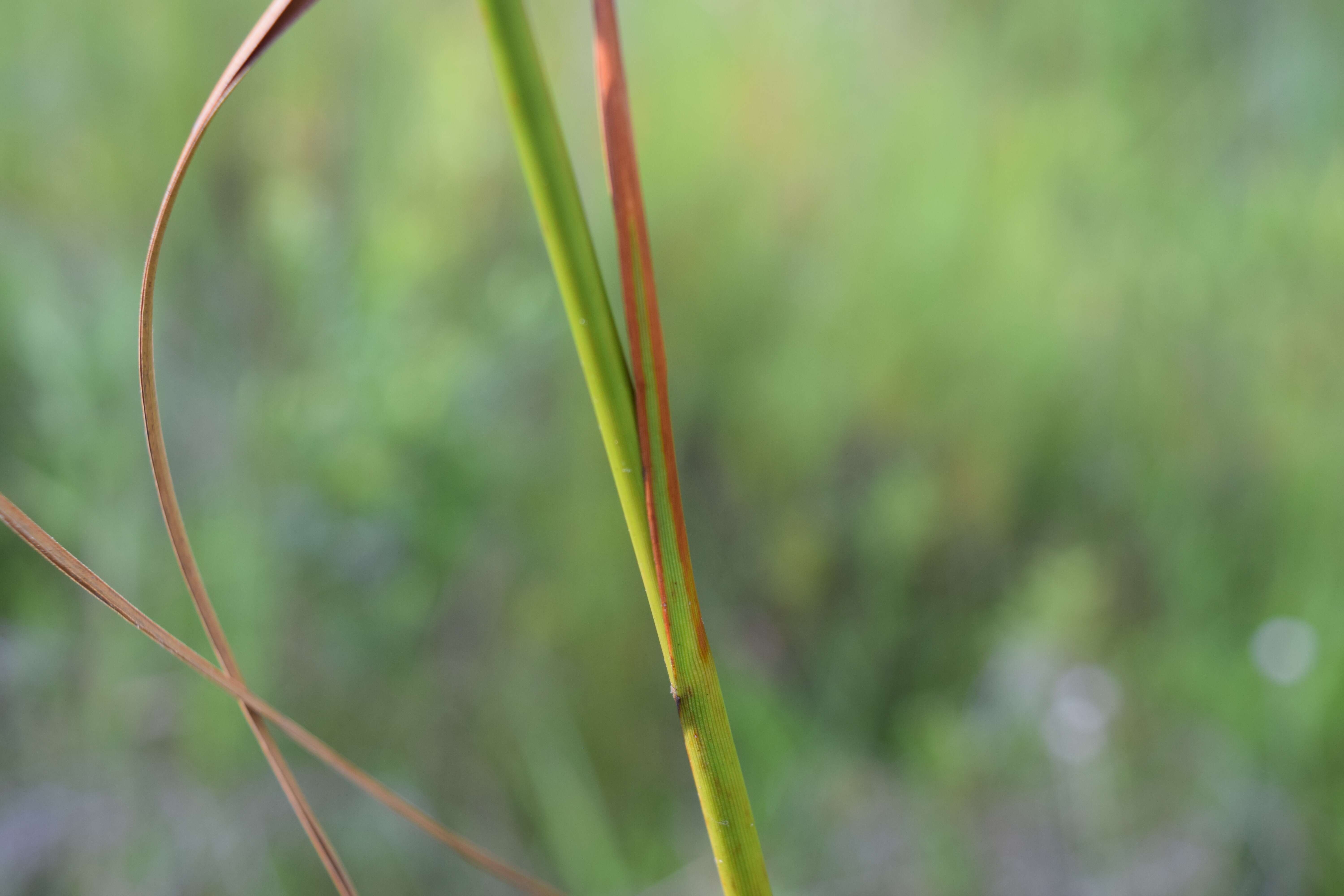 Imagem de Scirpus cyperinus (L.) Kunth