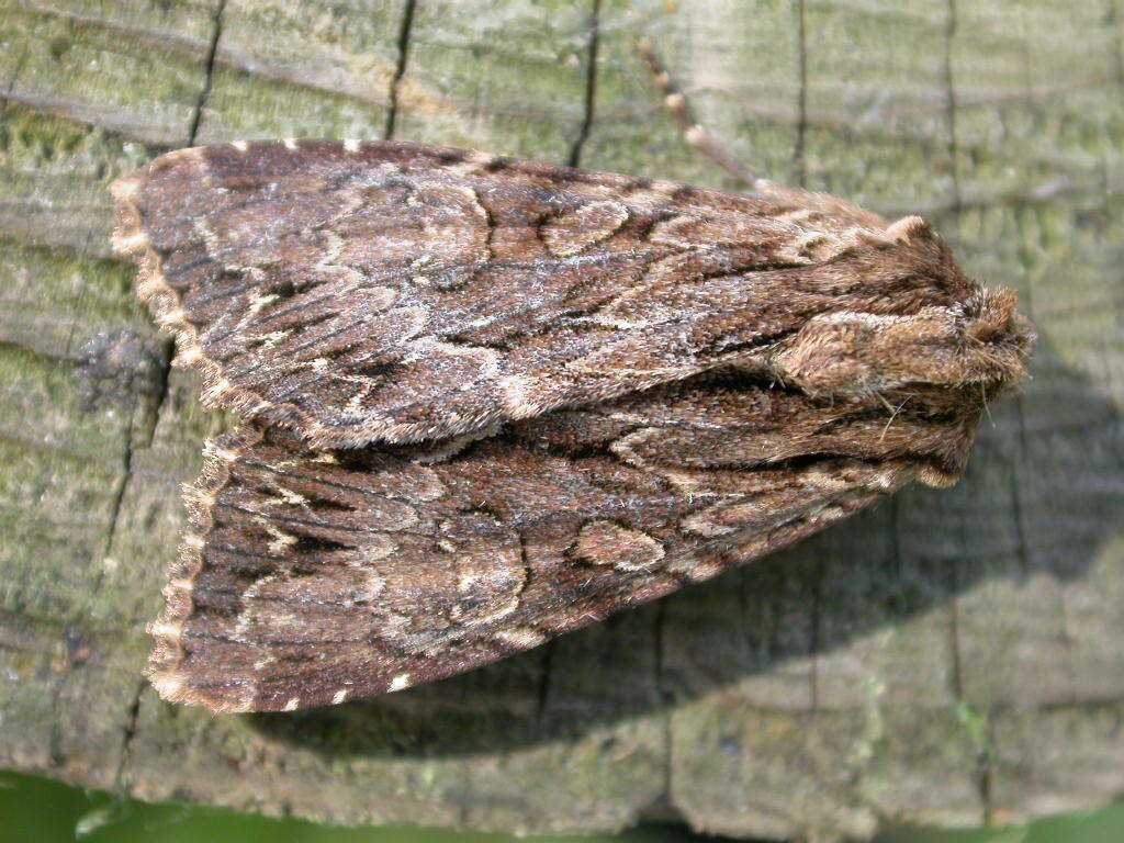 Apamea monoglypha Hufnagel 1767的圖片