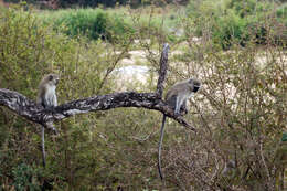 Image of Vervet Monkey