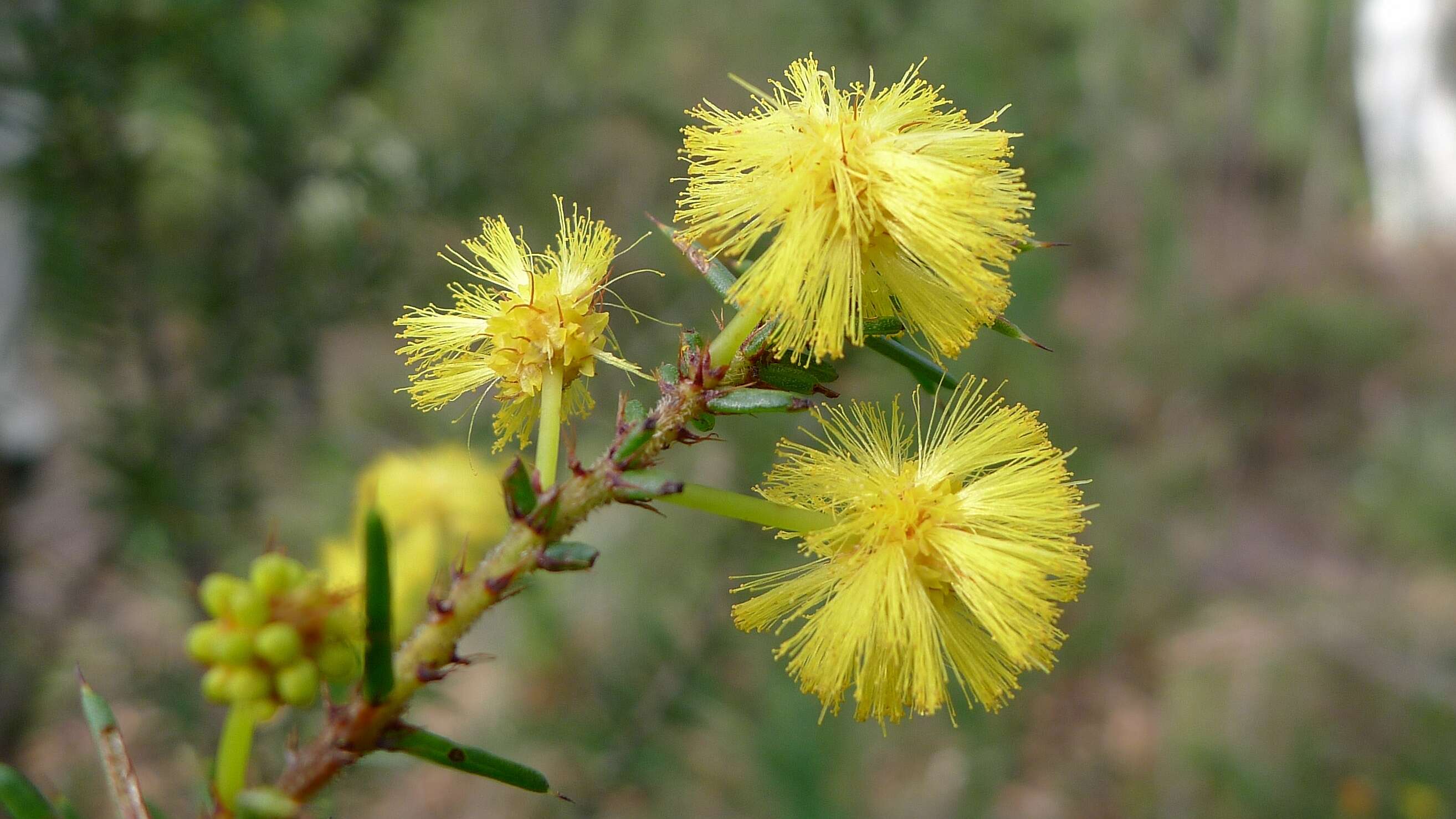 Image of Acacia echinula DC.