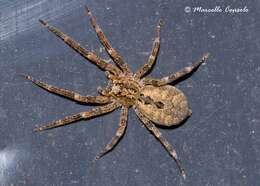 Image of false wolf spiders